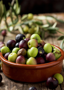 Arbequina  Olive