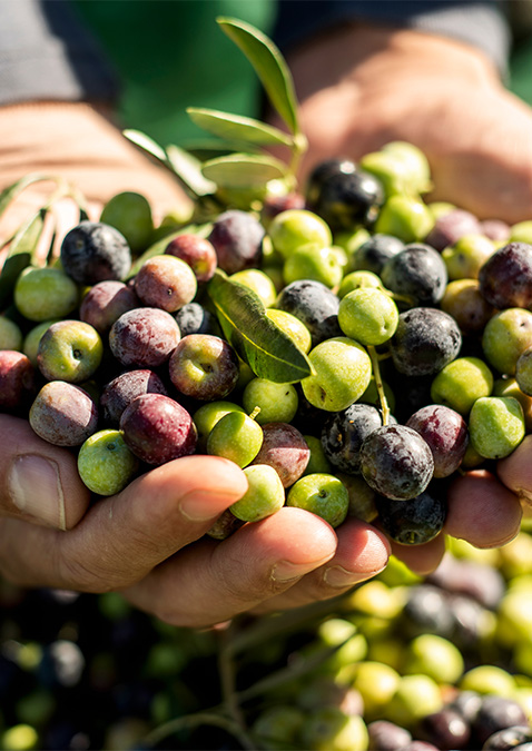 Arbequina  Olive