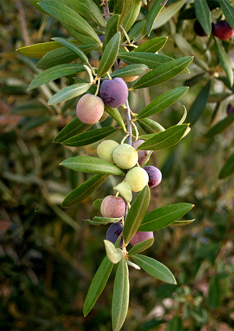 Arbequina  Olive