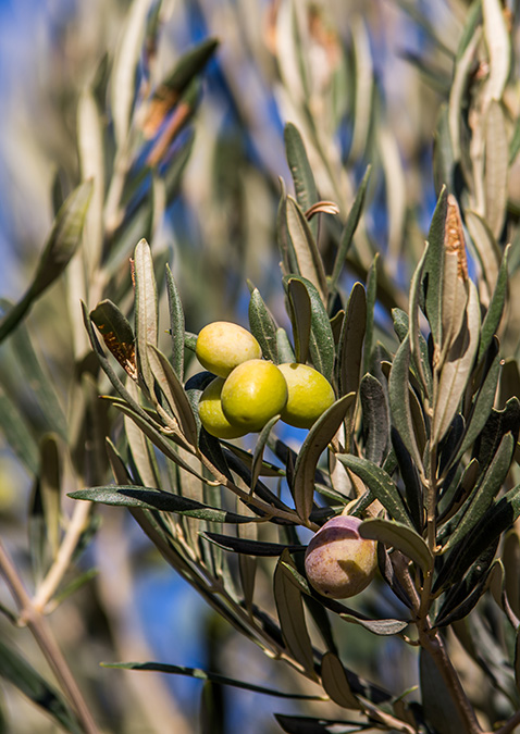 Arbosana Olive