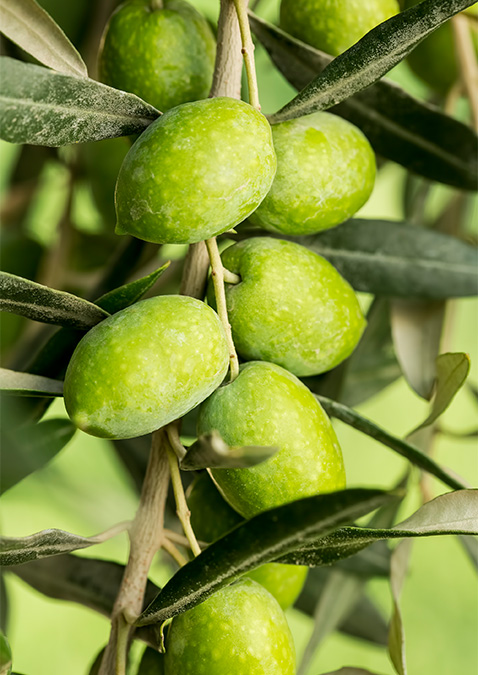 Arbosana Olive