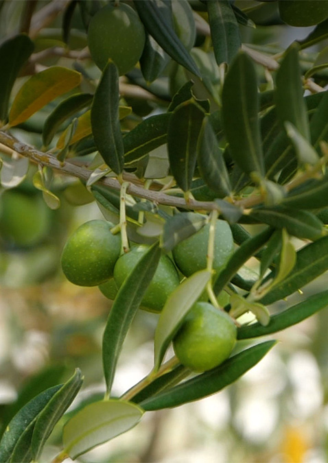 Ascolana Olives