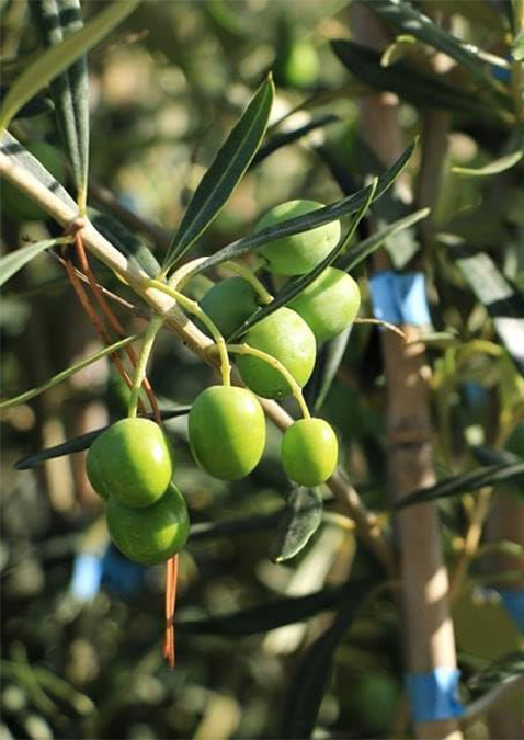 Ascolana Olives