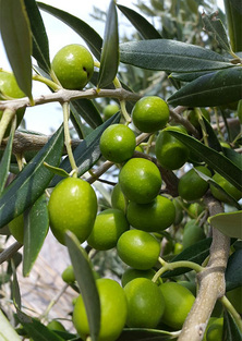 Ascolana Olives