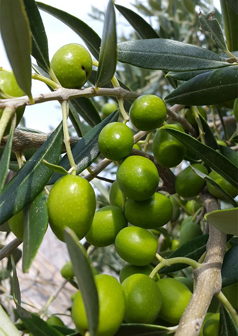 Ascolana Olives