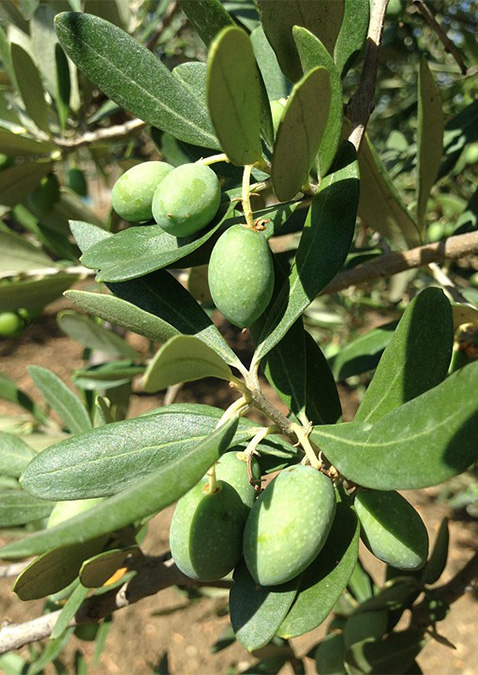 Ascolana Olives