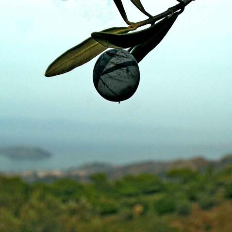 Gemlik Olive