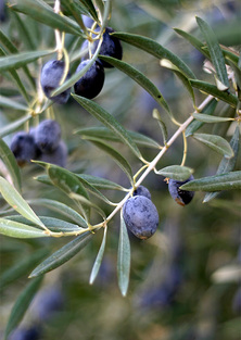 Gemlik Olive