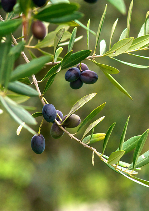 Gemlik Olive