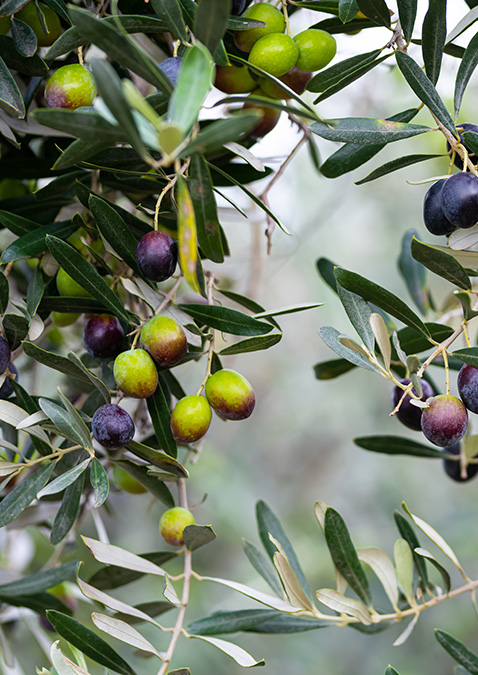 Gemlik Olive