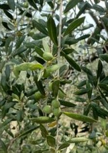 Koroneiki Olive