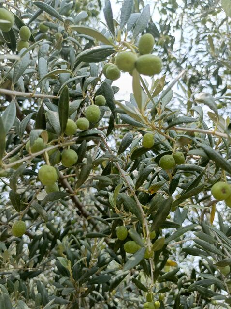 Koroneiki Olive