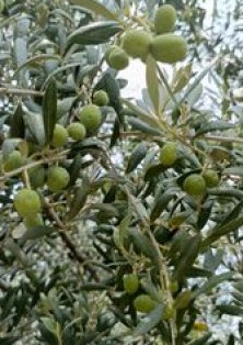 Koroneiki Olive