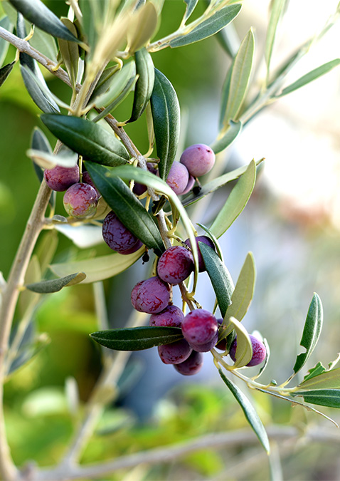 Arbequina  Olive