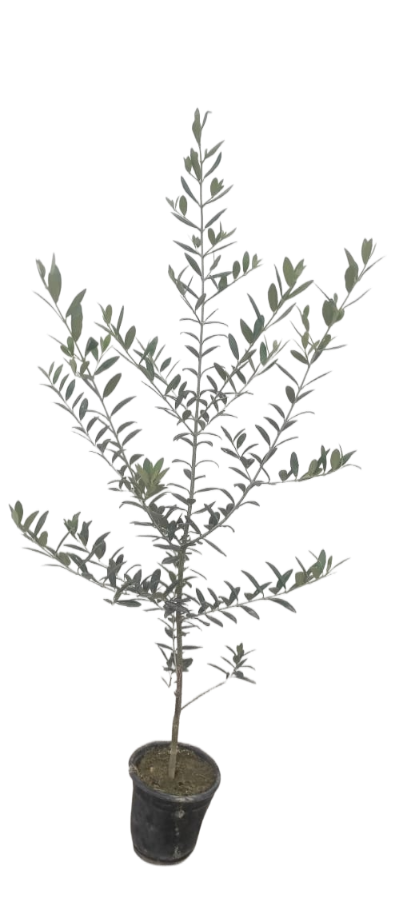 Arbosana