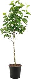 Ascolana