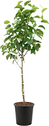 Arbequina  Olive