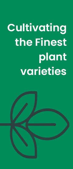 side banner