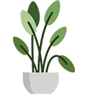 Wide variety of Plants available 